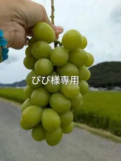 ぴぴ様専用★岡山産シャインマスカット★2房約2kg★土日出荷限定★