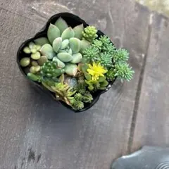 多肉植物　寄せ植えセット
