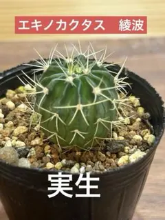 エキノカクタス ホマロケファラ 綾波 サボテン 実生一個 - メルカリ