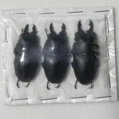 中国産　プラティノータツヤクワガタ 標本
