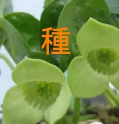 2026年最新】カンアオイ 素心の人気アイテム - メルカリ