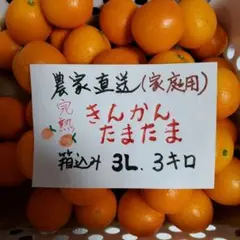 宮崎県産完熟金柑　たまたま　家庭用　　3Ｌ箱込み3キロ