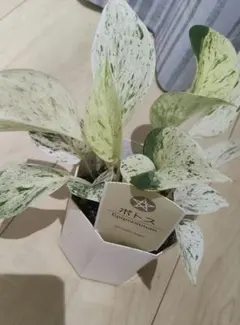 포토스 마블 퀸