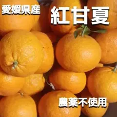愛媛県産✩農薬不使用　紅甘夏☆箱込み4.5キロのサムネイル