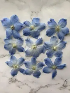 押し花 NO.326 デルフィニウム レースフラワー - メルカリ