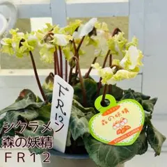 2025年最新】シクラメン 森の妖精の人気アイテム - メルカリ