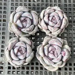 エケベリア　韓国苗　パープルクリーム　多肉植物　ポコ多肉