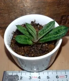 101ガステリア多肉植物抜き苗¥770