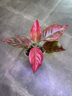 みどり様 リクエスト 2点 まとめ商品