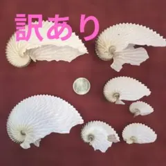 激レア 訳あり チリメンアオイガイ - メルカリ