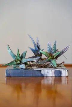 2026年最新】アロエハイブリッドの人気アイテム - メルカリ