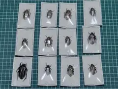 とむ様 リクエスト 2点 まとめ商品