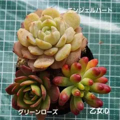 kei様 リクエスト 3点 まとめ商品