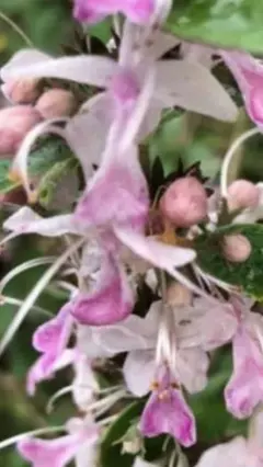 たぬくん様確認用です．パピヨンローズ　　★希少品種