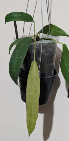 2025年最新】anthurium wendlingeriの人気アイテム - メルカリ