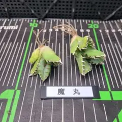 K  T様 リクエスト 2点 まとめ商品