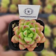 Top【選抜株】多肉植物 16363オルビキュラータ錦 60個 鉢無し/脱土