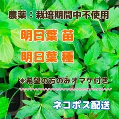 明日葉(アシタバ)抜き苗 5株 - メルカリ