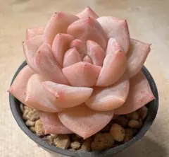 新入荷 新品種 フリル・スカート 発色良株 エケベリア 多肉植物 I苗