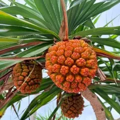 よしぼん様専用