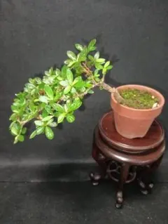 皐月さつき 盆栽素材【飛鳥錦 あすかにしき】AN23 - メルカリ