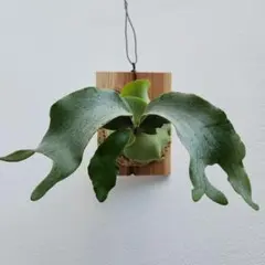 P.Nokogiri （獅子葉） OC 長期養生 P.Nokogiri （獅子葉） OC 長期養生 - メルカリ