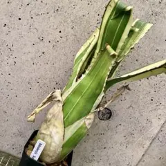 ホヘンベルギア エドムンドイ① 子株付き 抜き苗 タンクブロメリア 観葉植物 ホヘンベルギア エドムンドイ① 子株付き 抜き苗 タンクブロメリア