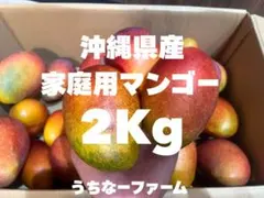 数量限定タイムSALE！※クール便！沖縄県産 アップルマンゴー(※家庭用)2kgのサムネイル