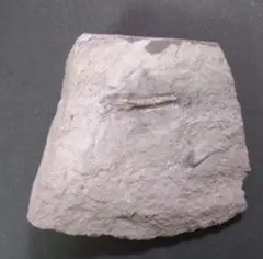 希少】アメリカ ワイオミング州 絶滅古代魚の良質化石 ⑮ 2個セット