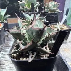 【3000取引感謝企画】イラン株　REZA産　アガベ　ノヴァ　NOVA 特選株 3000取引感謝企画】イラン株 REZA産 アガベ ノヴァ NOVA 特選株