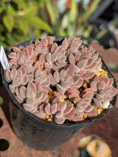 くりはらゆみこ様 リクエスト 2点 まとめ商品