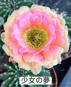専用ページです！花サボテン カキコ2個♬ 49-少女 芳香品種 花サボテン エキノプシス属 カキコ - メルカリ