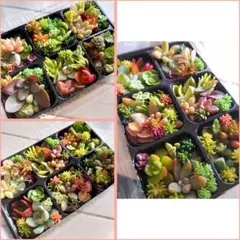 多肉植物❀✿ 20種類以上 カット苗 寄せ植えに 詰め合わせ エケベリア セダムのサムネイル