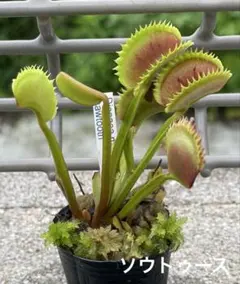 食虫植物 ハエトリソウ Dionaea オオタラコ - メルカリ