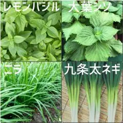 モリンガ様 リクエスト 2点 まとめ商品