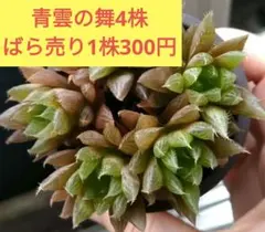 多肉植物 ハオルチア 赤太陽錦 鮮明錦 極上斑 - メルカリ
