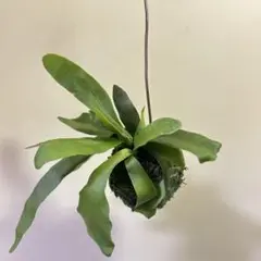 2025年最新】苔玉 ビカクシダの人気アイテム - メルカリ