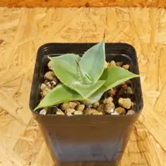 アガベ ポタトラム ドワーフ 実生株 多肉植物のサムネイル