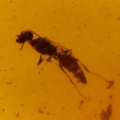 LA322虫入り琥珀化石 ミャンマー カムティかタナイ産 9900万年前