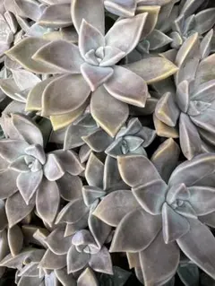 多肉植物 朧月 カット苗‪✂︎‬のサムネイル