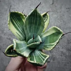 2026年最新】パリートランカータの人気アイテム - メルカリ