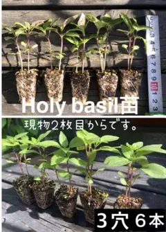 クレオ様 リクエスト 3点 まとめ商品