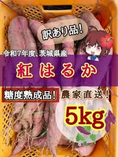 紅はるか 5kg 茨城県産 S〜2Lサイズ混合