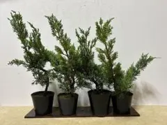 紀州真柏 小品盆栽素材のサムネイル