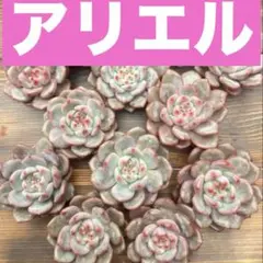 多肉植物 アリエル錦 抜き苗 - メルカリ