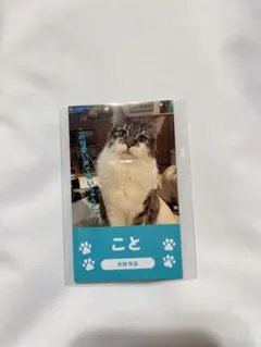 猫カフェMOCHA 吉祥寺店 総選挙 にゃんず名刺