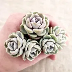 ルー様 リクエスト 3点 まとめ商品