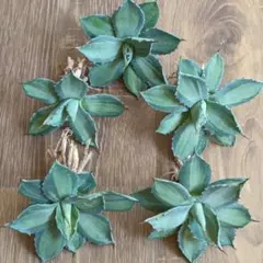 2026年最新】アガベ 吉祥天の人気アイテム - メルカリ