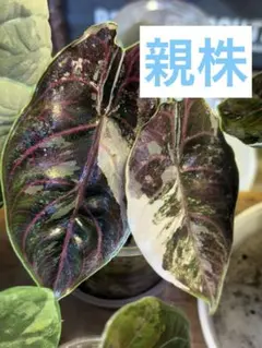 アロカシア アズラニー　ピンクアルボ　芋　1つのサムネイル