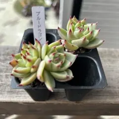 おーちゃん様 リクエスト 2点 まとめ商品